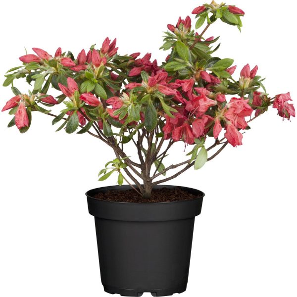 OBI Japanische Azalee Little Red Rot Höhe ca. 20 - 25 cm Topf ca. 2 l Azalea