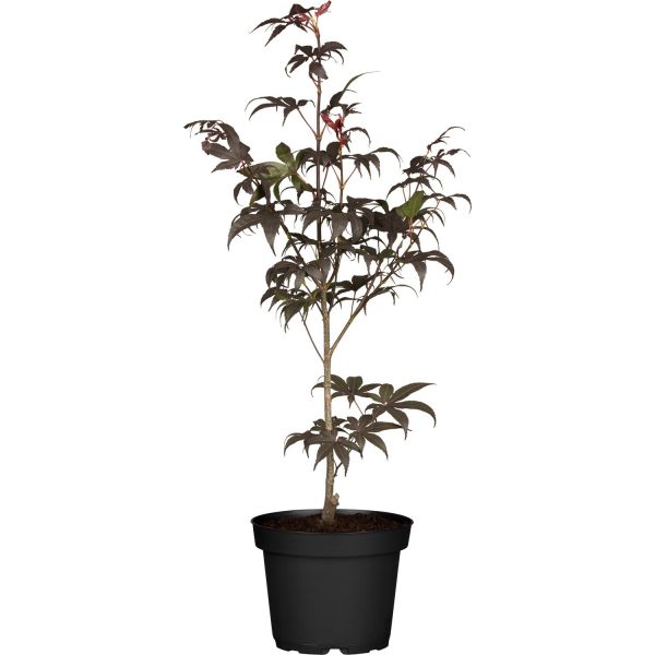 OBI Fächerahorn Shaina Höhe ca. 40 - 50 cm Topf ca. 3 l Acer