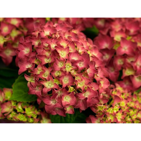 Bauernhortensie Red Reggae Rot Höhe ca. 50 - 60 cm Topf ca. 5 l Hydrangea