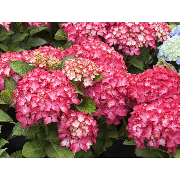 OBI Bauernhortensie Selma Rot Höhe ca. 50 - 60 cm Topf ca. 5 l Hydrangea