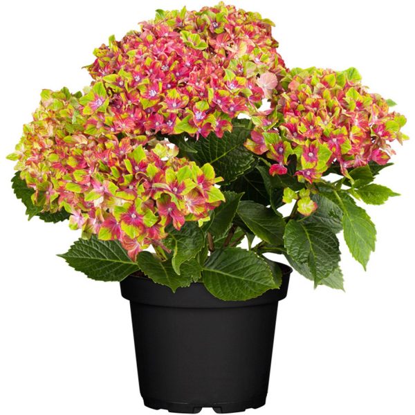 GROW by OBI Bauernhortensie Saxon Schloss Wackerbarth ca. 30 - 40 cm