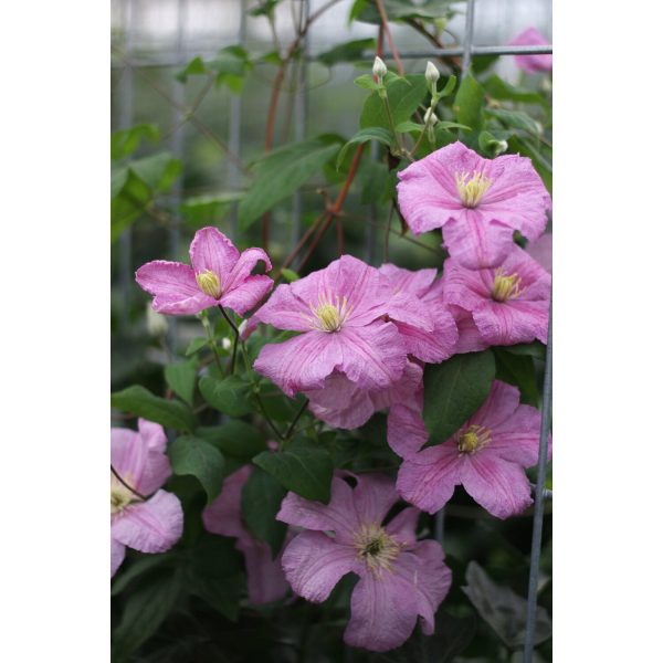 Hecke am laufenden Meter Efeu mit Clematis Rosa